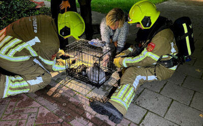Poes met vijf kittens gered uit brandende woning Slek
