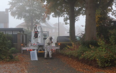 Steeds meer Aziatische hoornaars: een blik achter de schermen bij de bestrijding