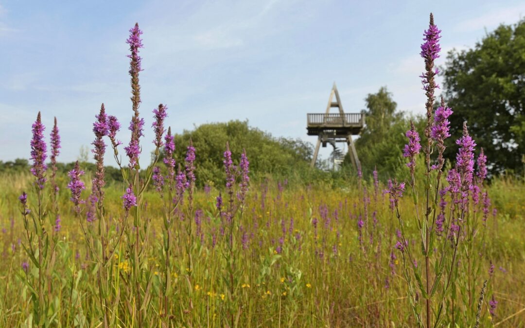 NATUURHERSTEL REIGERSBROEK; VOLGENDE FASE