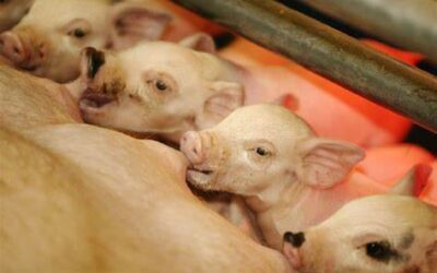 Honderden varkens dood, waarschijnlijk door verstopte mestput