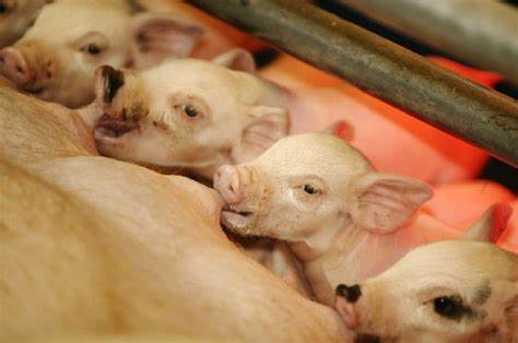 Honderden varkens dood, waarschijnlijk door verstopte mestput