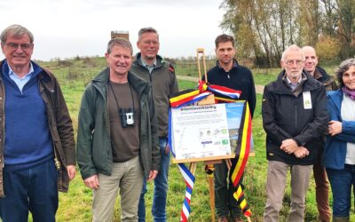 PERSBERICHT: grote grazers steken steeds vaker de Maas over. Kuddebeheerders werken aan een oplossing op maat