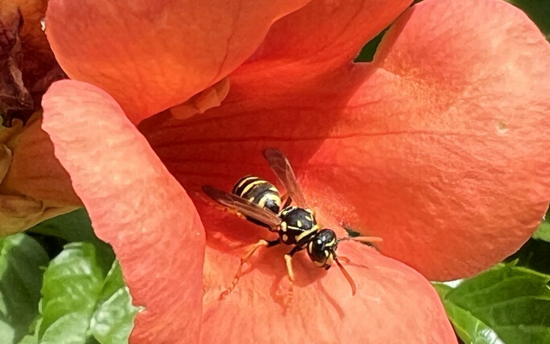 Duik in de wondere wereld van wespen