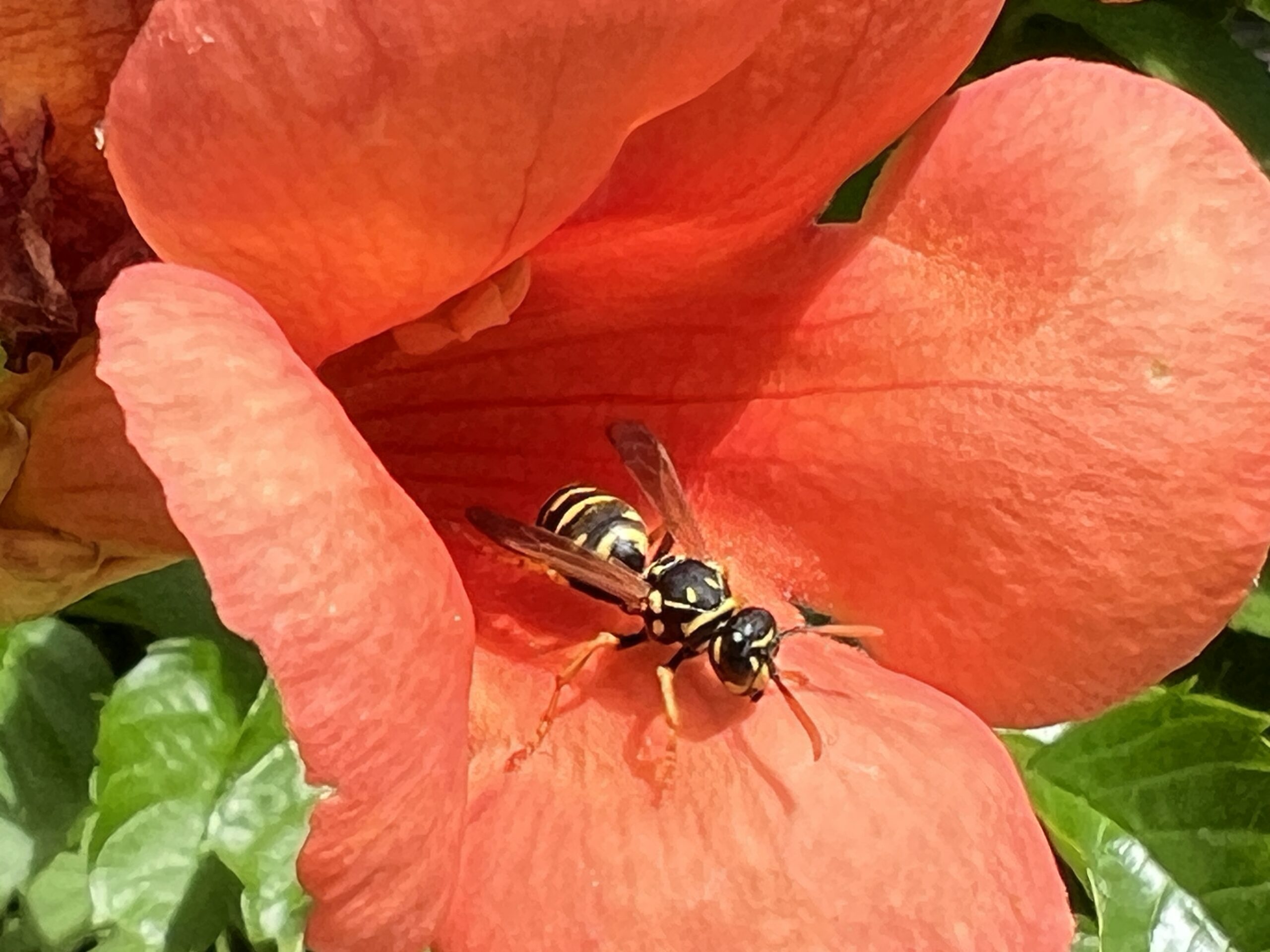 Franse veldwesp in trompetbloem – Nathan Veenstra