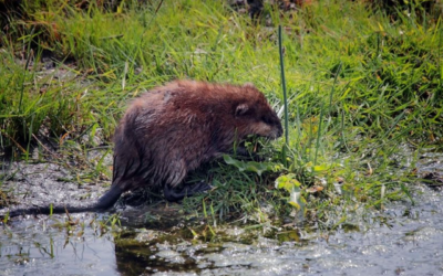 Muskusratten blijven een bedreiging voor waterveiligheid