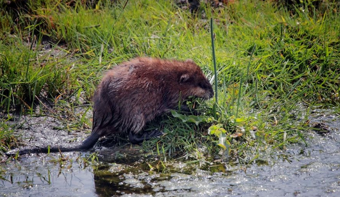 Muskusrat in Limburg