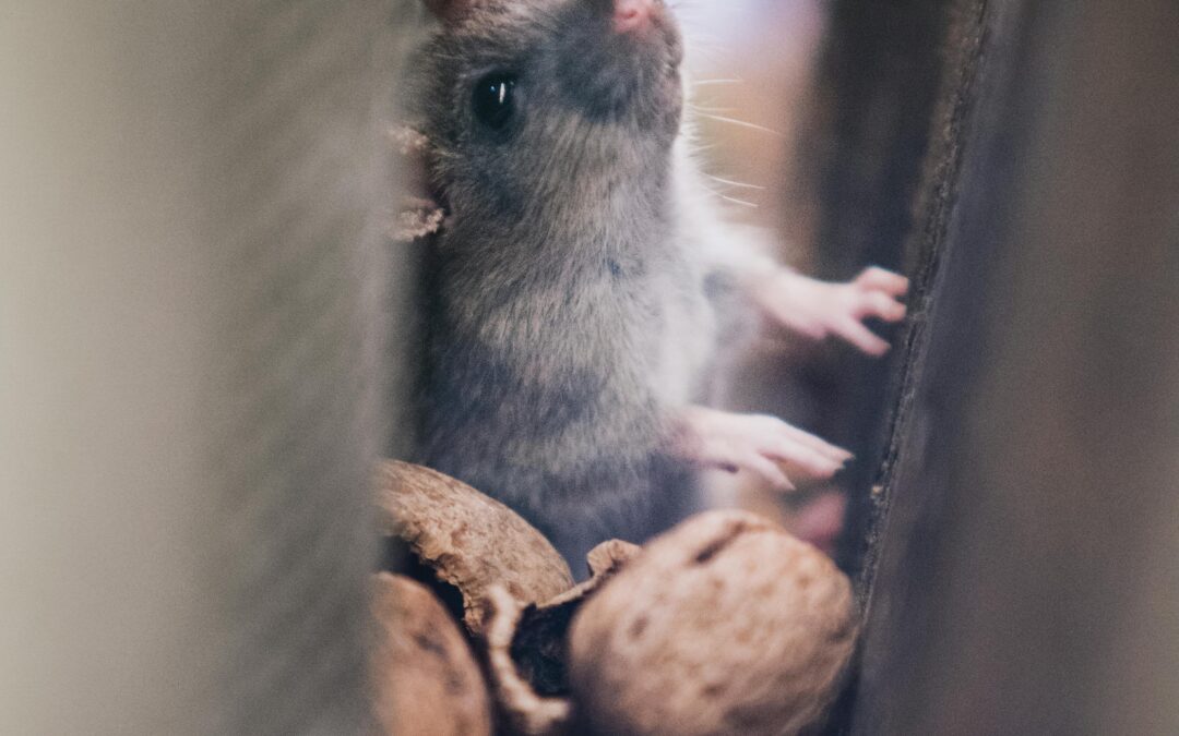 Wintertrek van knaagdieren naar de spouwmuur