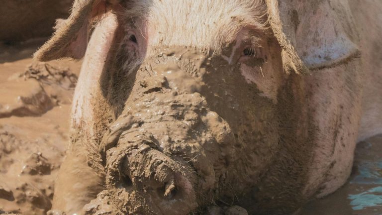 Raad van State fluit Echt-Susteren terug over plan Livar Experience Center