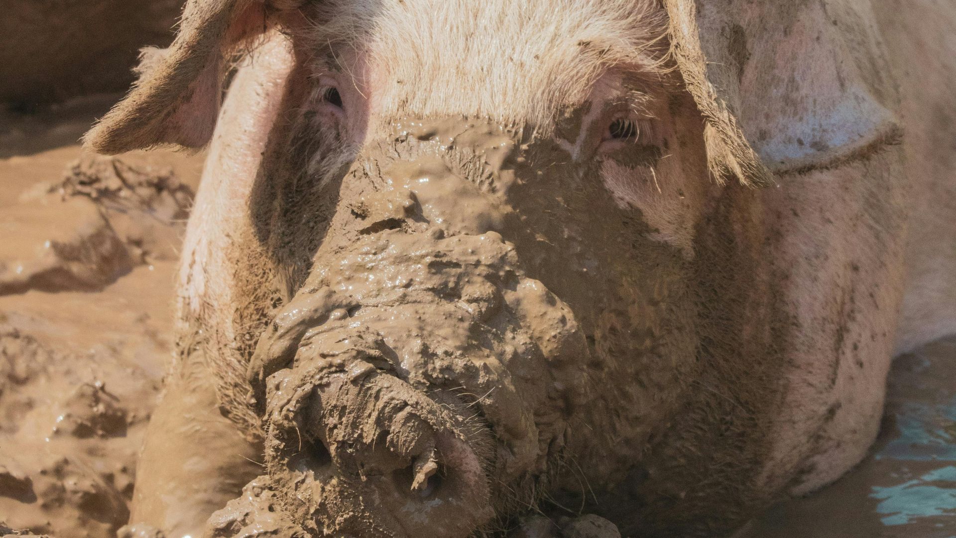 Raad van State fluit Echt-Susteren terug over plan Livar Experience Center