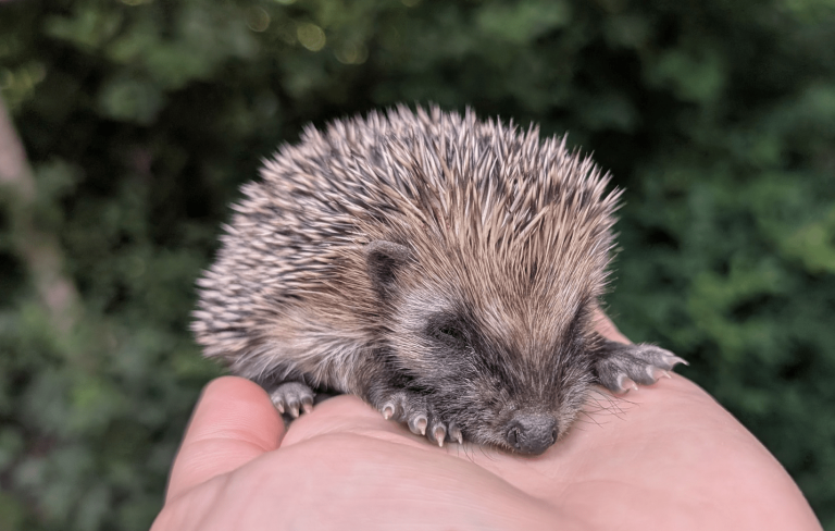 Dierenambulance en -asiel Midden-Limburg voorlopig gered: gemeenten trekken beurs