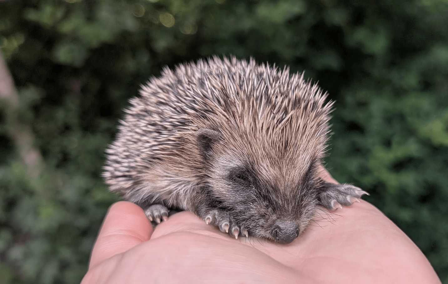 Dierenambulance en -asiel Midden-Limburg voorlopig gered: gemeenten trekken beurs