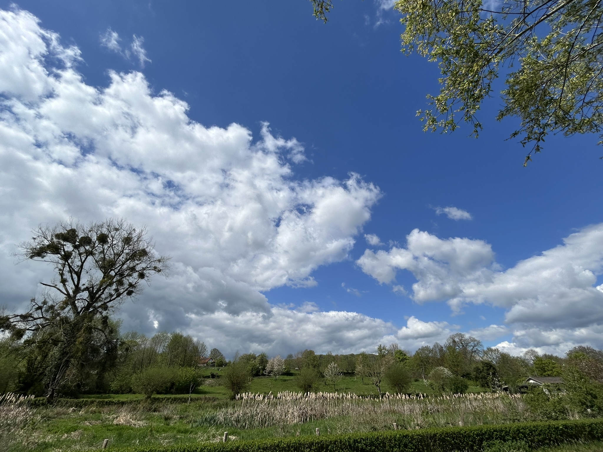 Frisse start van de week, daarna droog en geleidelijk zachter in Midden-Limburg