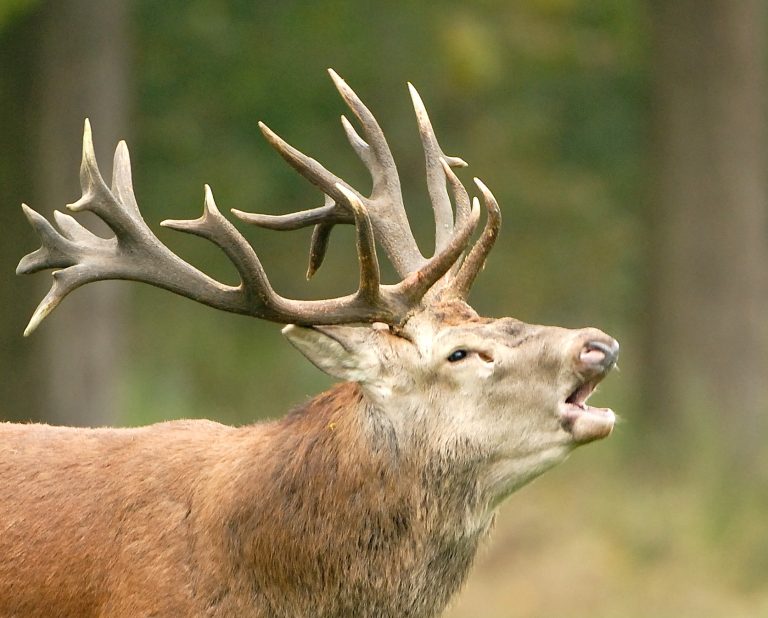 Beleef de burlende edelherten in het Weerterbos.