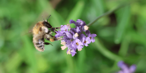 Stimuleringsfonds Zoem Zone Limburg geopend: tot € 1.000 voor biodiversiteitsprojecten.