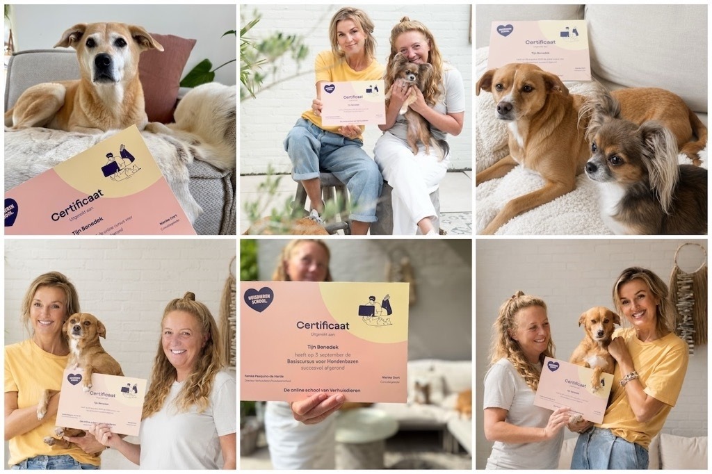 Verhuisdieren lanceert eerste gecertificeerde online cursus voor hondenbazen.