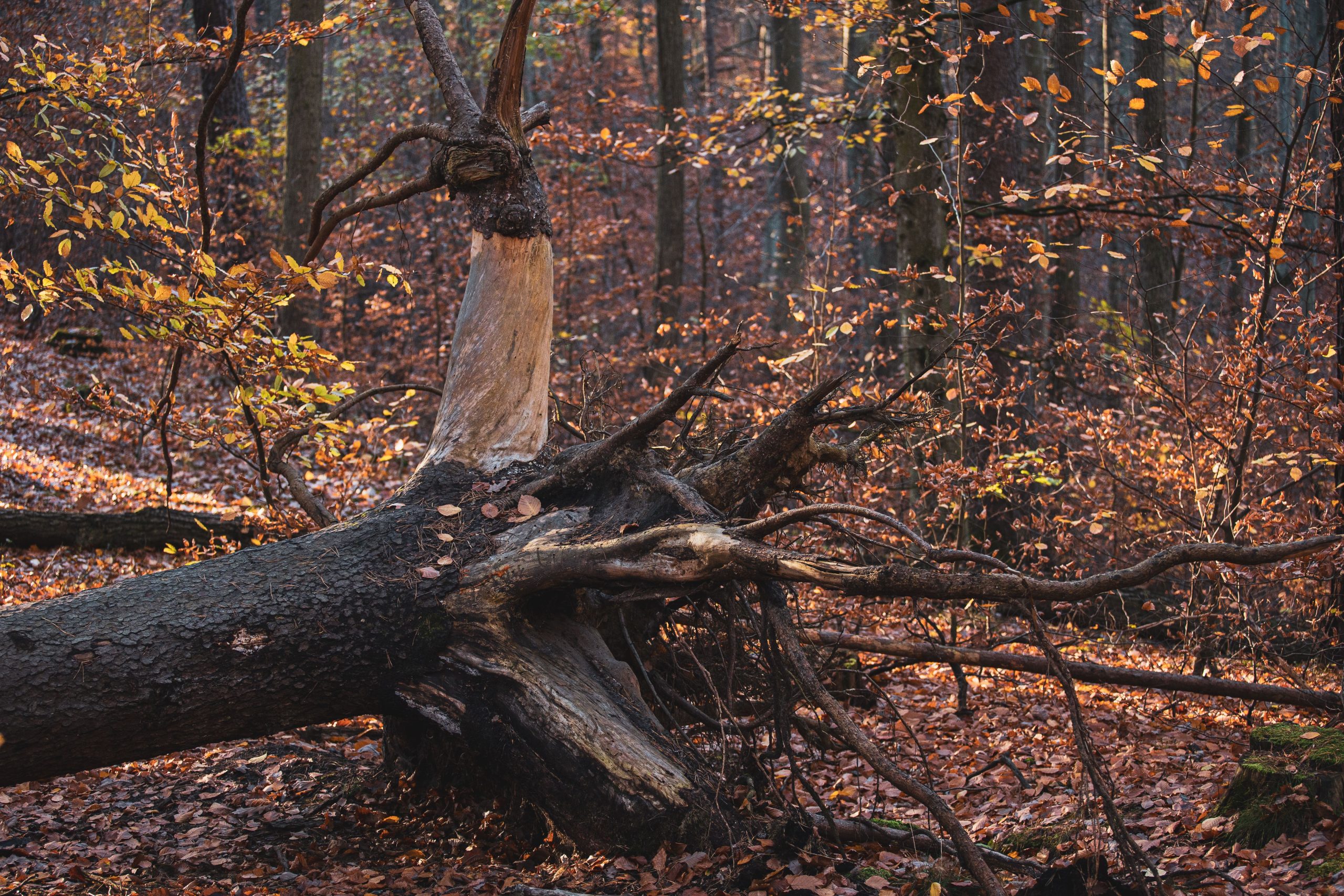 Storm Austen in Midden-Limburg: omgevallen bomen en geannuleerde spokentocht